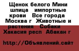 Щенок белого Мини шпица , импортные крови - Все города, Москва г. Животные и растения » Собаки   . Хакасия респ.,Абакан г.